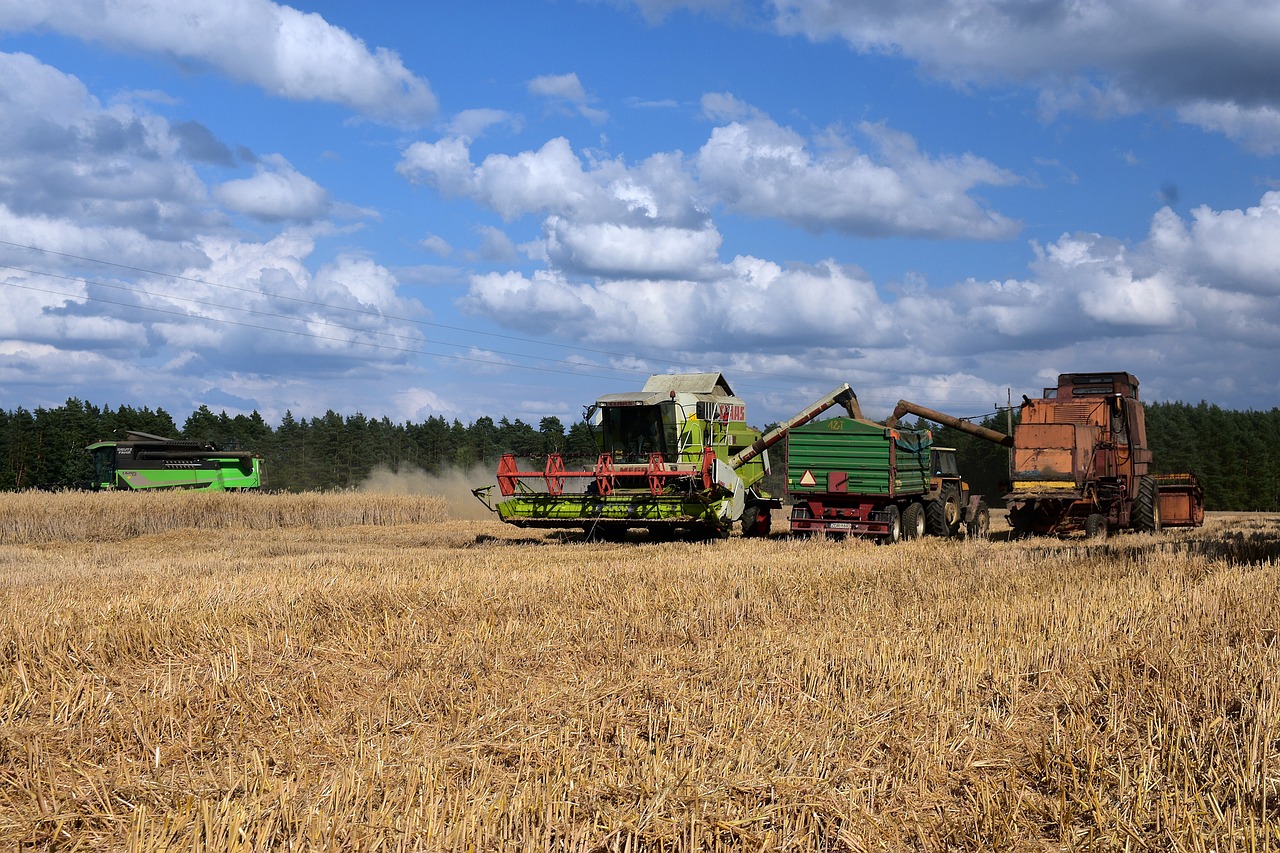 harvest, field, rye