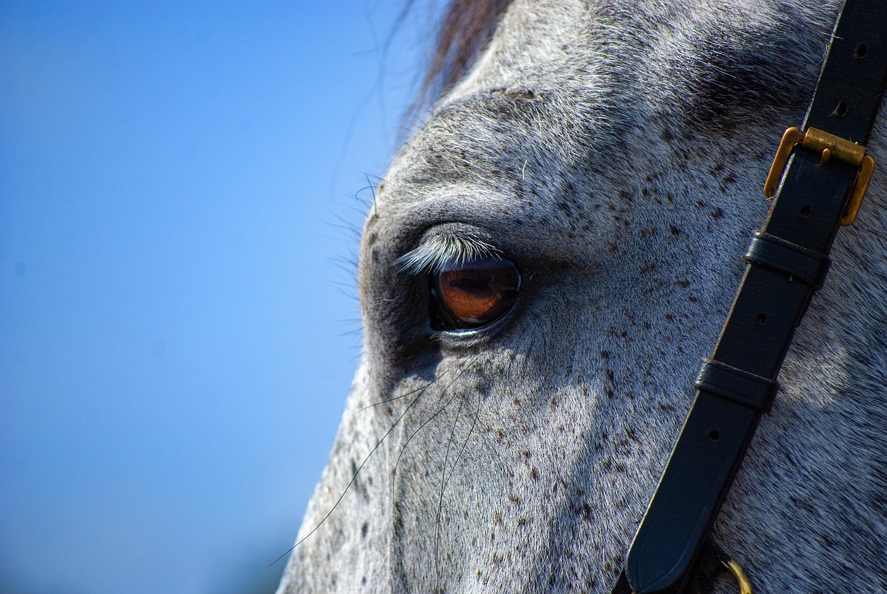 horse, gray, nature, eye, gray horse, horse eye, equine, stallion, animal, mammal, portrait, horse portrait, horse details, close up